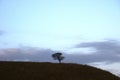 A lonely tree in a field against the sky with running clouds. A lonely tree on a hill at sunset.