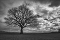 lonely tree on a field with the clouds moving in the background Royalty Free Stock Photo