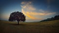 Lonely tree on field at dawn Royalty Free Stock Photo