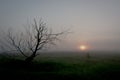 Lonely tree on field at dawn. Fog Royalty Free Stock Photo