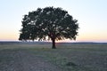 Lonely tree on field at dawn, Macin, Romania Royalty Free Stock Photo