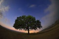 Lonely tree on field at dawn Royalty Free Stock Photo