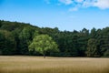 Lonely tree in a field. Forest in the Background with clear blue sky. Space for text. Horizontal format. Royalty Free Stock Photo