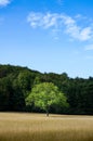 Lonely tree in a field. Forest in the Background with clear blue sky. Space for text. Vertical format. Royalty Free Stock Photo