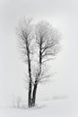 Lonely tree on a field .Lithuania landscape Royalty Free Stock Photo