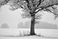 Lonely tree on a field .Lithuania landscape Royalty Free Stock Photo