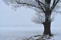 Lonely tree on a field .Lithuania winter