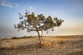 Lonely tree on the field