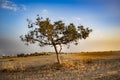 Lonely tree on the field