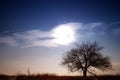 Lonely tree in a field