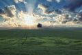 Lonely tree in field with sunset Royalty Free Stock Photo