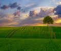 Lonely tree on the field during sunset Royalty Free Stock Photo