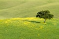 Lonely tree in field, Val d'Orcia, Tuscany, Italy Royalty Free Stock Photo