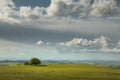 Lonely tree on the field during warm sunny summer day Royalty Free Stock Photo