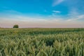 Lonely tree in a field with wheat on background. Evening time Royalty Free Stock Photo