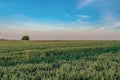 Lonely tree in a field with wheat on background. Evening time Royalty Free Stock Photo