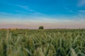 Lonely tree in a field with wheat on background. Evening time Royalty Free Stock Photo