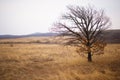 Lonely tree in field, winter autumn. Royalty Free Stock Photo