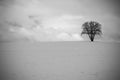 Lonely trees on a field Royalty Free Stock Photo