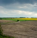 Lonely tree on a field and yellow blooming rape field in background at spring day Royalty Free Stock Photo