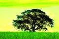Lonely tree in the fields Royalty Free Stock Photo