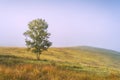 Lonely tree on a foggy grassy highland hill