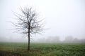 Lonely tree in a foggy landscape, the concept of loneliness, longing, sadness, copy space