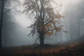 lonely tree with foggy mist surrounding it, in serene and mysterious forest Royalty Free Stock Photo