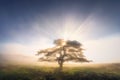 Lonely tree at foggy morning with rays Royalty Free Stock Photo