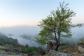 Green tree over misty canyon, river and stones