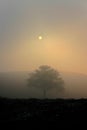 Lonely tree in foggy sunset