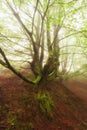 Lonely tree in a foogy day in Gorbea park