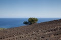 Lonely tree in front of the blue sky