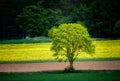 Lonely tree in front of a rape field Royalty Free Stock Photo
