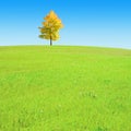 Lonely tree on a gentle hill Royalty Free Stock Photo