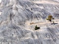 Lonely Tree at the Giant Dome In Yosemite Park