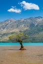 A lonely tree on Glenorchy lake with mountain background, New Zealand Royalty Free Stock Photo