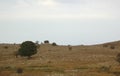 Tree on the golan heights.