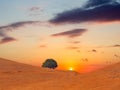 A lonely tree on golden hill with sunse