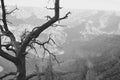 Lonely Tree in the Grand Canyon Royalty Free Stock Photo