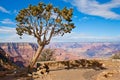 Lonely tree at Grand Canyon Royalty Free Stock Photo