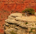 Lonely tree at Grand Canyon Royalty Free Stock Photo