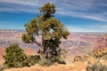 Lonely tree in Grand Canyon Royalty Free Stock Photo