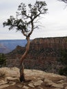 Lonely tree in Grand Canyon National Park USA Royalty Free Stock Photo