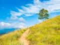 Lonely tree on the grassy hill with small hiking path leading to horizon under dramatic sky Royalty Free Stock Photo