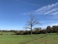 A lonely tree in a grassy landscape with the blue sky and white clouds