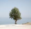 Lonely tree on Greek coastline, faded colors