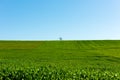 Lonely tree in a green farm field, minimalistic landscape Royalty Free Stock Photo