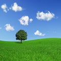 Lonely tree on a green field Royalty Free Stock Photo