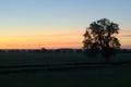 Lonely tree in a green field against the background of dawn Royalty Free Stock Photo